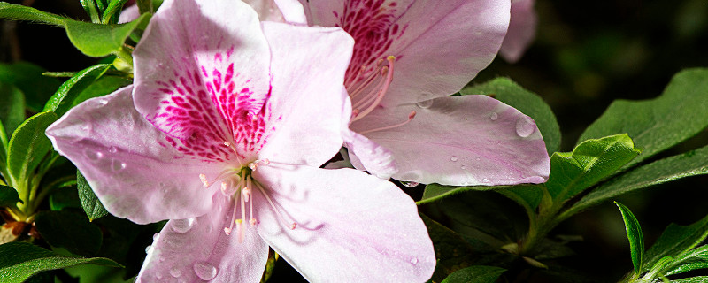 刚买的杜鹃花有花苞能换盆吗（刚买杜鹃花能不能换盆）