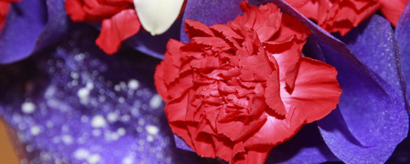 康乃馨种子如何处理（康乃馨种子能放多久）