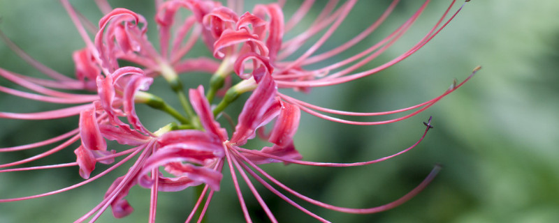 彼岸花冬天能种吗（彼岸花冬天会开花吗）