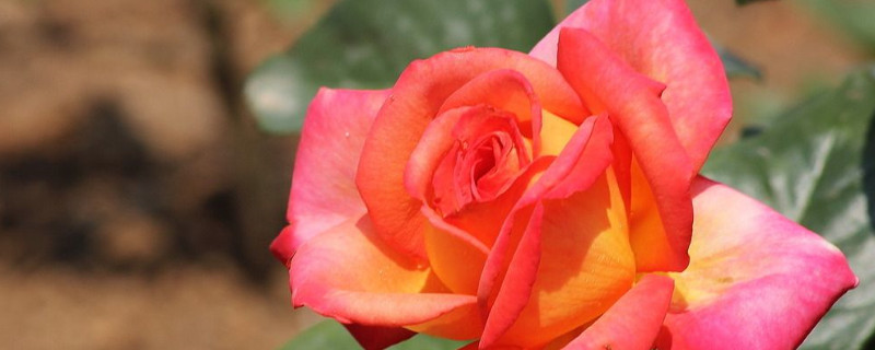 月季花有刺吗 月季花有刺吗?怎么养