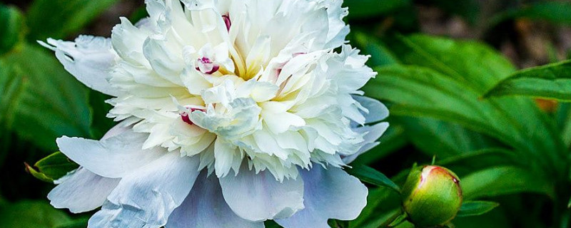 芍药什么时候换盆土好（芍药花什么时候换盆好）