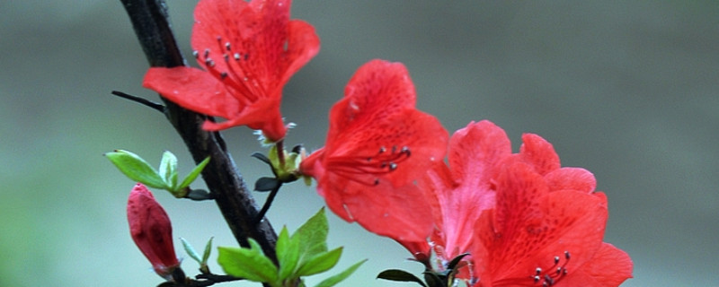 杜鹃花叶子可以喷水吗（杜鹃花的叶子上能喷水吗）