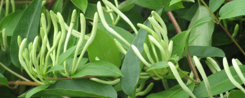 金银花有毒吗（金银花有毒吗 适合在室内养吗）