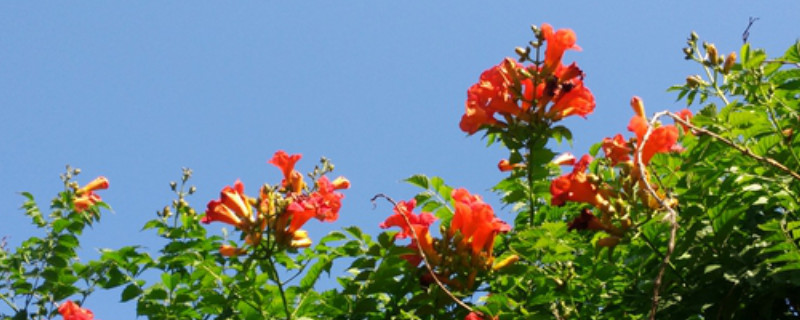 凌霄花扦插方法和时间 凌霄花的扦插时间和方法