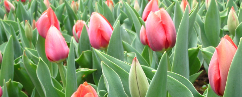 郁金香发芽后怎么浇水(郁金香发芽后怎么浇水施肥)