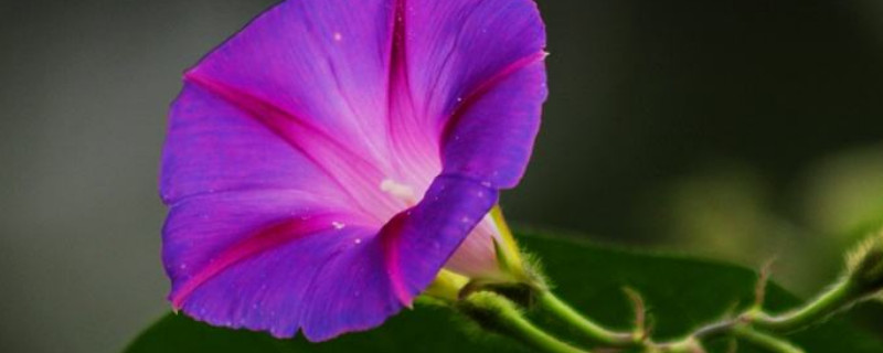 牵牛花容易长虫吗 牵牛花的虫害