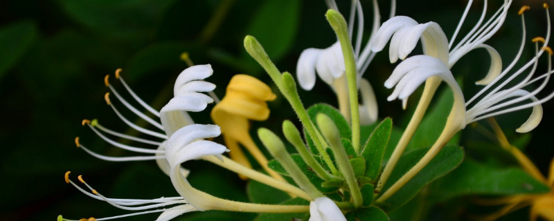 金银花叶尖枯萎的原因 金银花叶子枯萎了是怎么回事