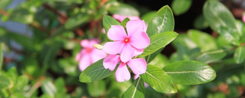 紫荆花不开花什么原因（紫荆花结不结果）