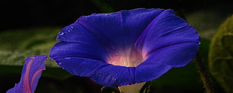 牵牛花对人体有害吗（牵牛花对人有益还是有害）