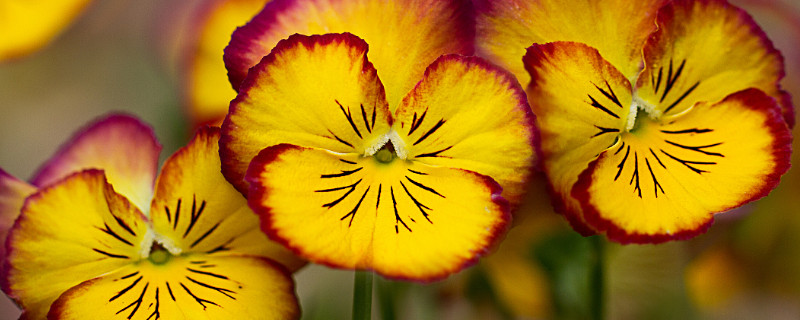 三色堇为什么叫三色堇（三色堇是哪三色）