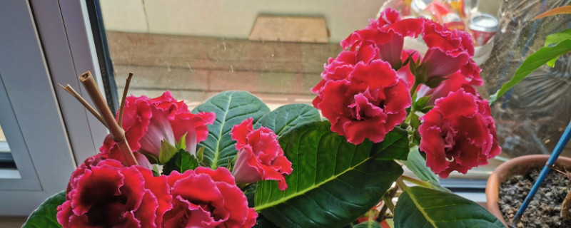 盆栽芙蓉花怎么修剪 盆栽芙蓉花的修剪方法