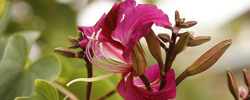 紫荆花一般几年开花 紫荆花什么时候开花,花期多长