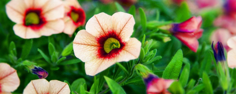 牵牛花喜欢酸性还是碱性（牵牛花酸碱性土壤中有什么不同）