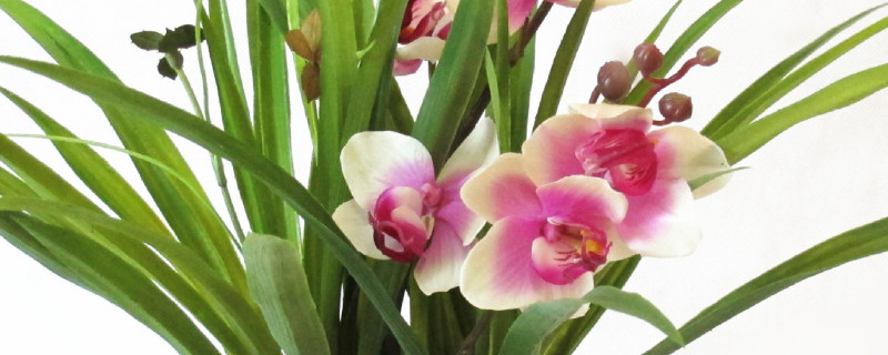 蝴蝶兰小苗几年能开花 蝴蝶兰从小苗到开花需要多长时间