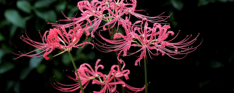 彼岸花需要多大的盆（彼岸花用多大的盆）