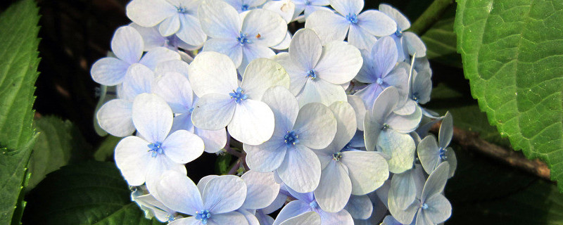 绣球如何快速开花 绣球怎么促使开花