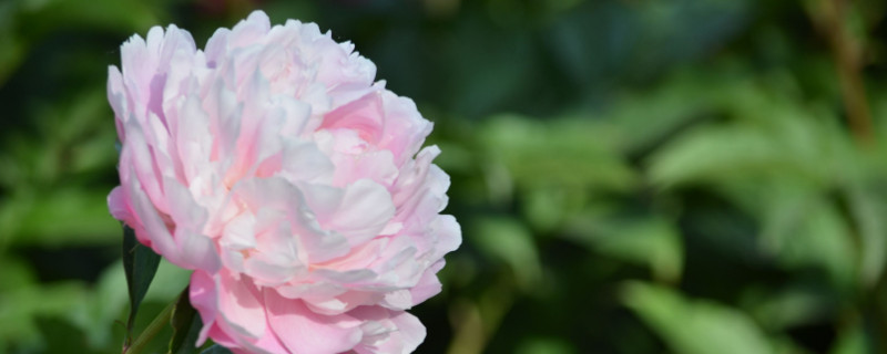 芍药花打籽吗（芍药花什么时候打籽）