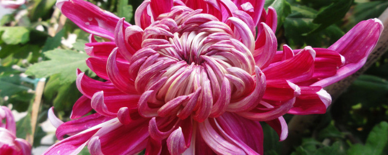 菊花盆栽能活多久 菊花种植多久才开花