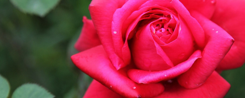 月季花秋天可以扦插吗(月季花立秋能扦插吗)