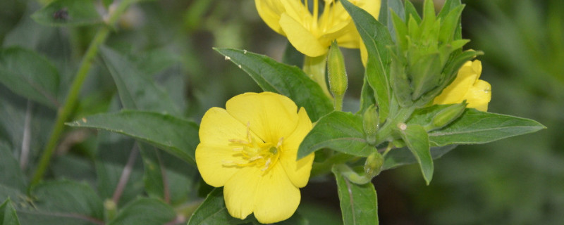 夜来香和牵牛花有什么区别 夜来香和牵牛花告诉我们什么科学知识