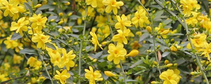 迎春花春天怎样修剪（冬天迎春花如何修剪枝条）