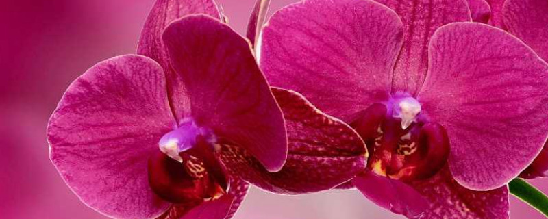 蝴蝶兰气根和根的区别 蝴蝶兰花芽和气根区分