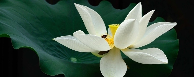 家里水养的荷花烂叶怎么办（家养的荷叶烂了怎么回事）