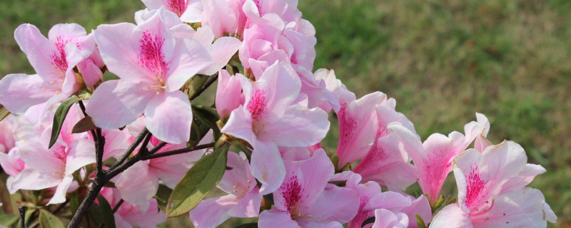 杜鹃花土培好还是水培好（杜鹃花怎样培养比较好）