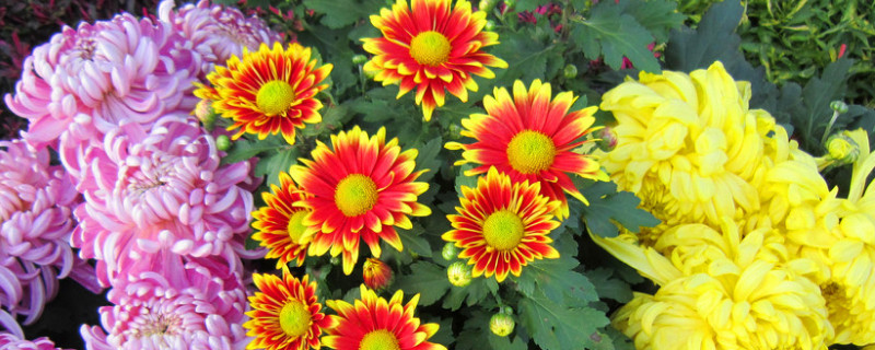 菊花夏天能放室内养行吗(菊花冬天可以放在室外养吗)