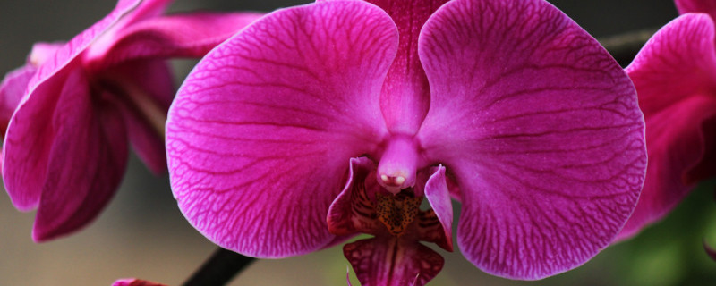 蝴蝶兰的根和花剑的区别 蝴蝶兰的花剑和根怎么区别