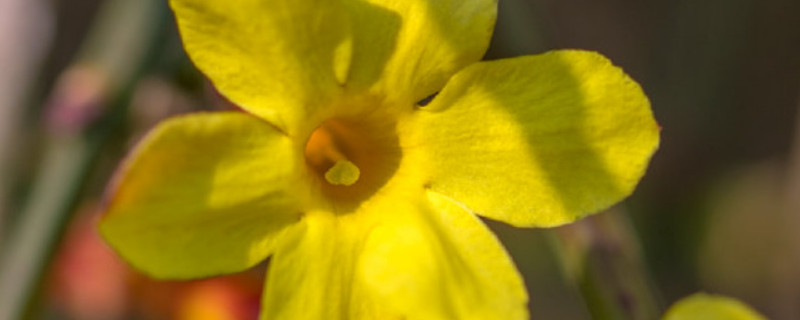 迎春花夏天掉叶子怎么办（迎春花秋天掉叶子正常吗）