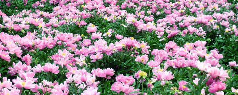 盆栽芍药几天浇水一次(盆栽芍药多久浇一次水)