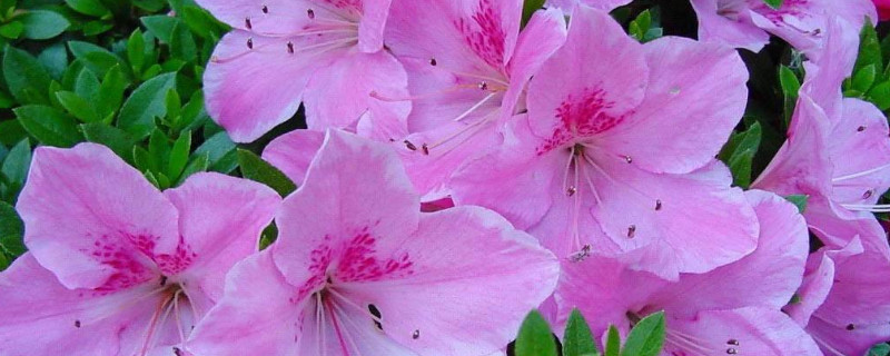 杜鹃花的花心是什么颜色的 杜鹃花是什么颜色的花是什么花