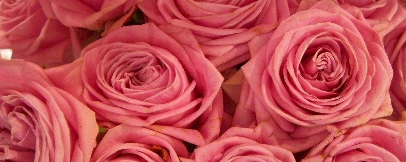 玫瑰扦插生根小妙招 扦插玫瑰的快速生根方法