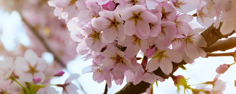 樱花树难养吗 樱花树难种吗