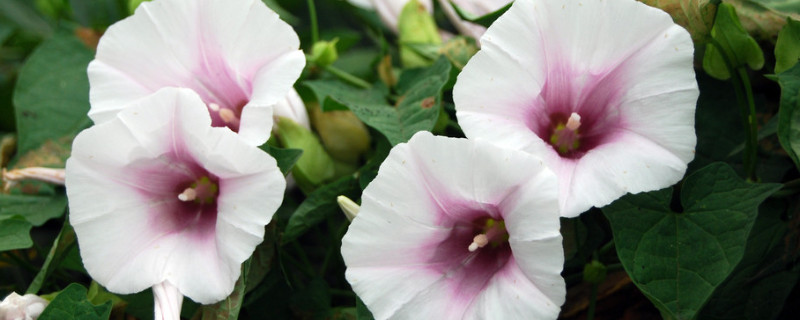 牵牛花中毒怎么办 牵牛花中毒致死