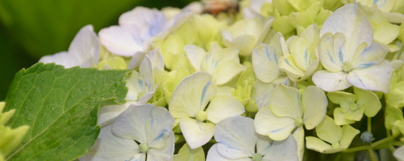 天竺葵和绣球花的区别（洋绣球花和天竺葵有什么区别）