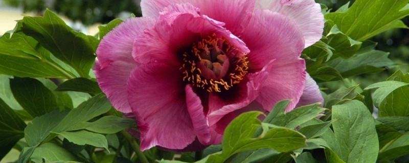 春节盆栽牡丹开花后怎么管理（牡丹花春节开花后的管理）