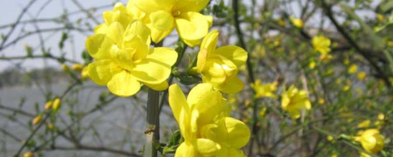 迎春花冬天可以移栽吗（迎春花冬天能栽活吗）