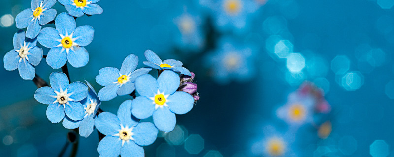 勿忘我适合在室内养吗(勿忘我能在室内养吗)