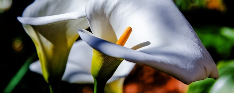 马蹄莲可以水培吗 水培马蹄莲的养殖方法和注意事项