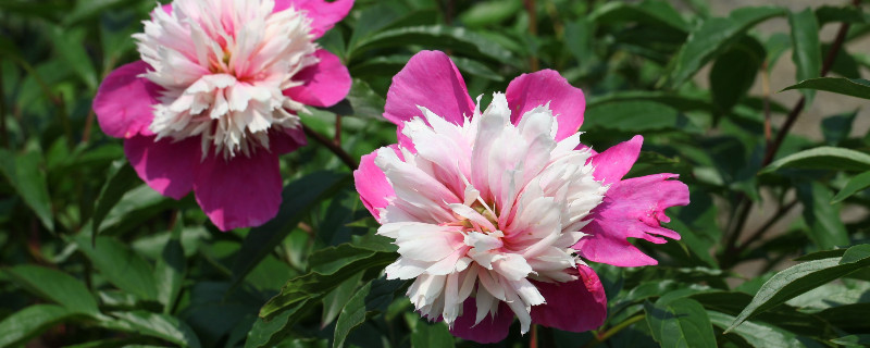 芍药水培能生根吗 芍药多久可以生根