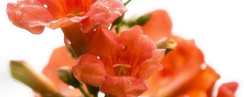 凌霄花要打顶吗 凌霄花怎么不开花