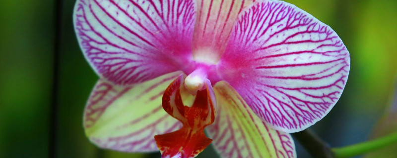 蝴蝶兰在北方可以放在室外养吗 蝴蝶兰北方能养吗