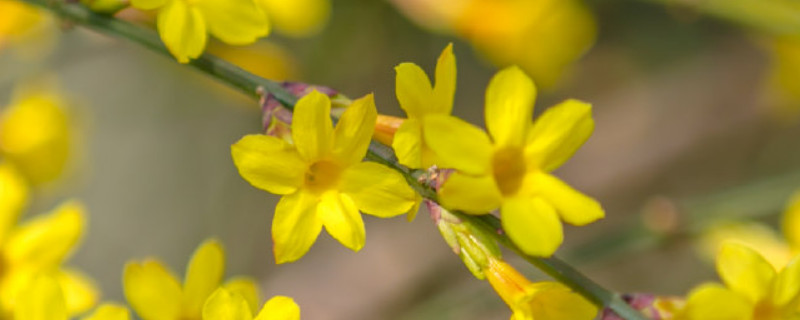 迎春花什么时候开始落叶 迎春花几月份落叶子