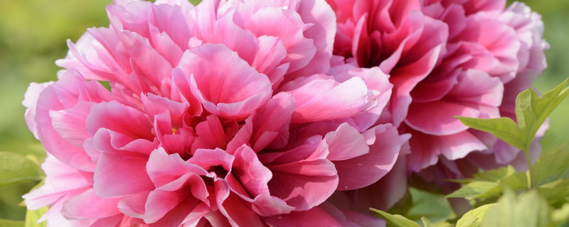 牡丹移栽后要注意事项 二月份移栽牡丹要注意什么