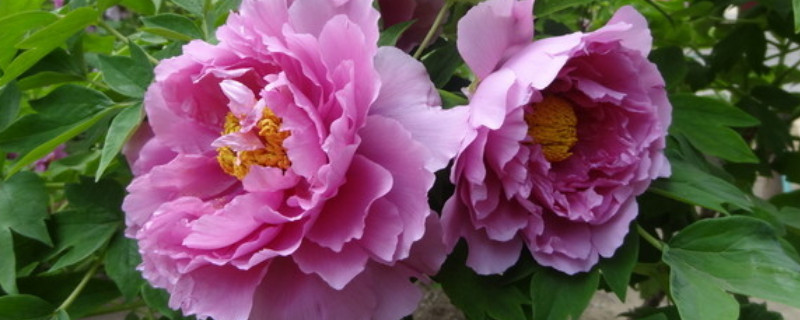 如何让春栽牡丹开花 春天怎么栽种牡丹