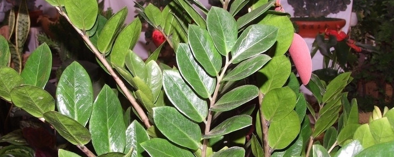 金钱树夏天可以换土吗 金钱树换土注意事项