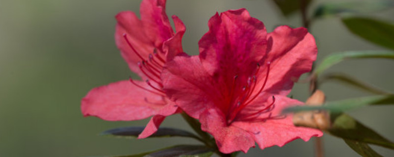 杜鹃花换盆后养护要点（杜鹃花的换盆方法和注意事项）