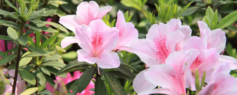 怎样养杜鹃花才能有花蕾